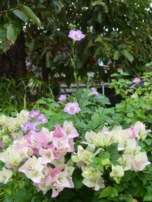 Bed and Breakfast Ban Boonchu Phra Nakhon Si Ayutthaya Exterior foto